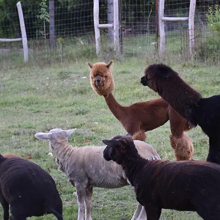 Kisleshegy Vaszoly Vendeghaz Dağ evi